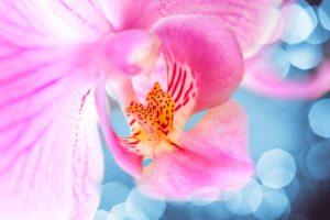 Fire Element Colours