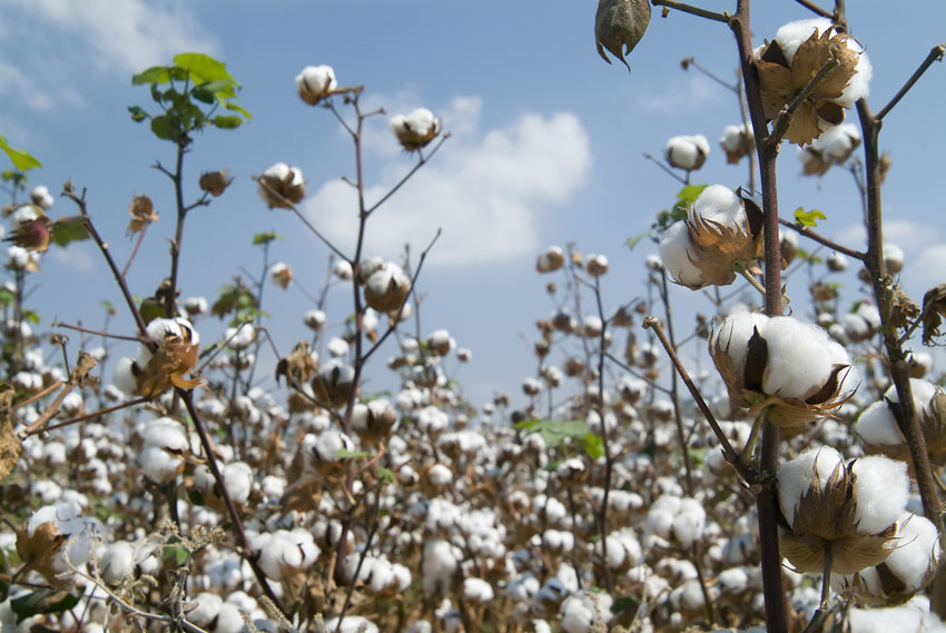 Cotton fields