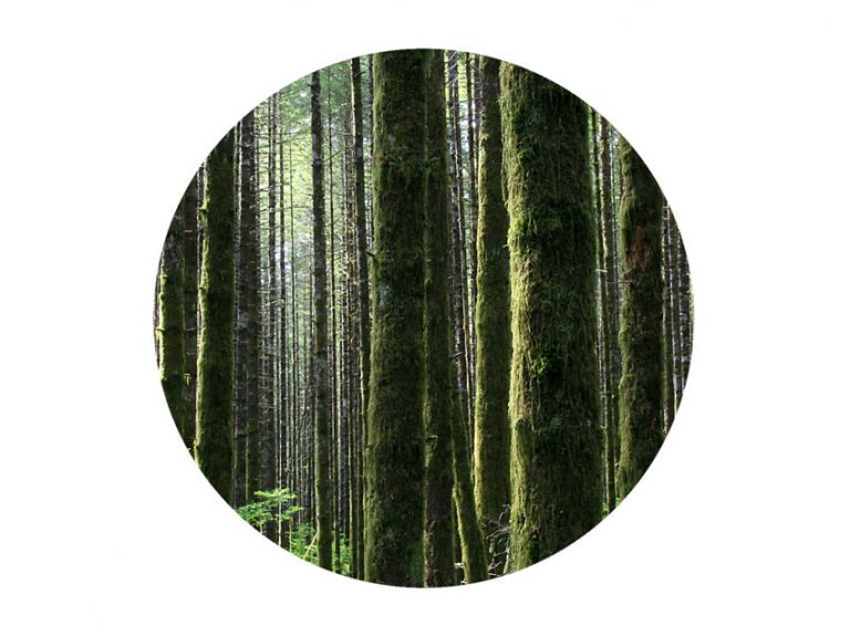 The Wood Element in Classical Feng Shui The Art of Wind and Water